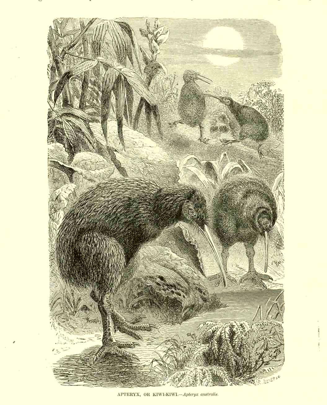 "Apteryx, or Kiwi-Kiwi Aptpteryx australis"  Wood engraving published ca 1890. On the reverse side is text about the kiwi.