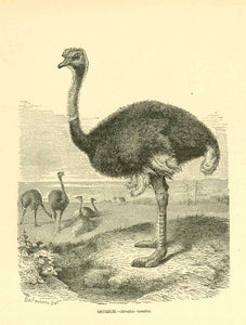 "Ostrich. - Struthio camelus"  Wood engraving ca 1890. On the reverse side is text about ostriches.