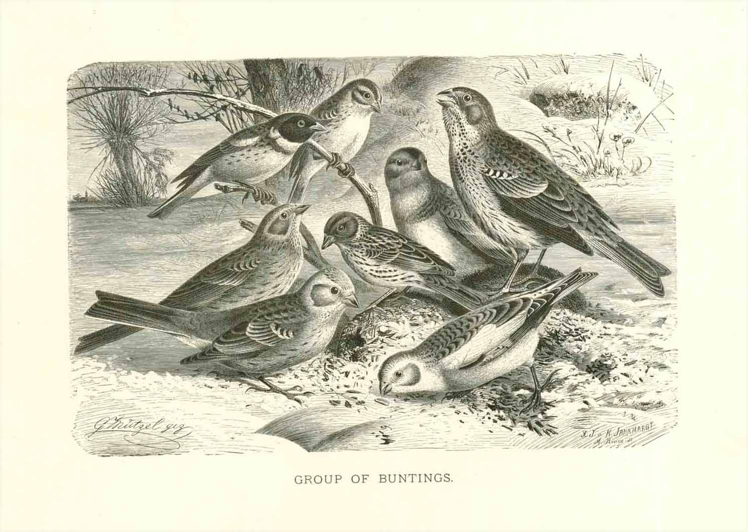 "Group of Buntings"  Wood engraving ca 1890. Charming scene of buntings.