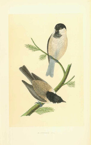  "Northern Tit"  Lithograph for C.H. Bree M.D. 1863. Original hand coloring. Light natural age toning.  Original antique print , gift idea
