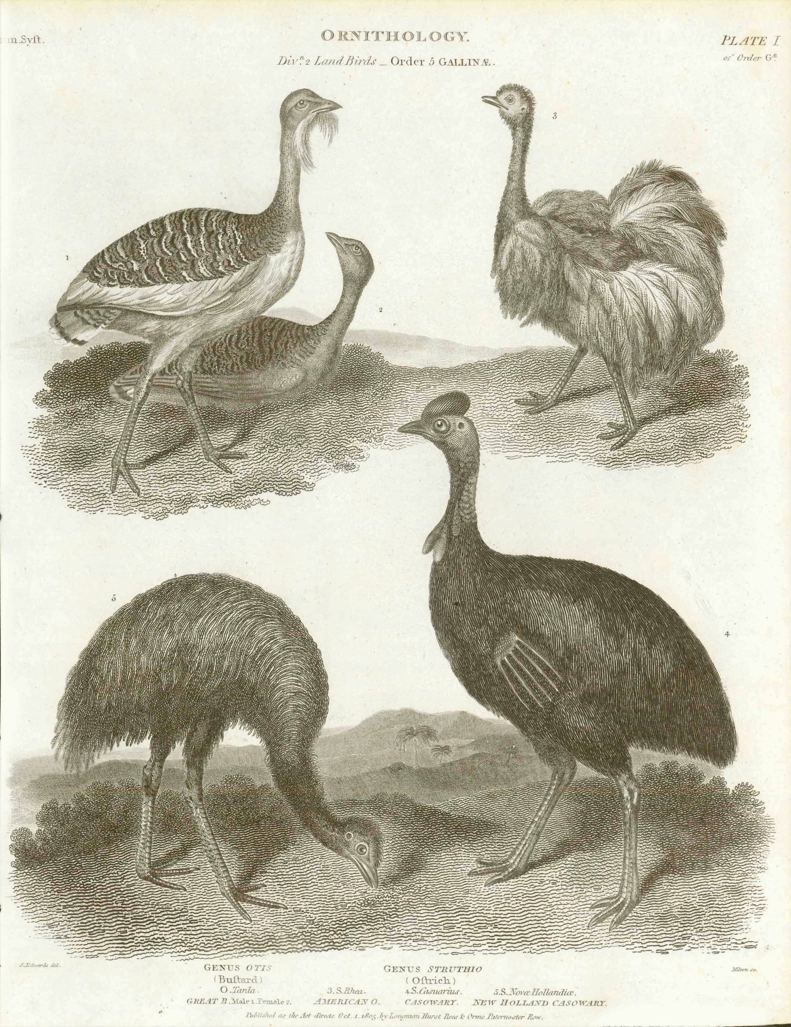 "Land birds. Order: Galline"  Genus Ottis Bustard - Genus Struthio Ostrich  Copper engraving by Milton dated 1805.  Original antique print  