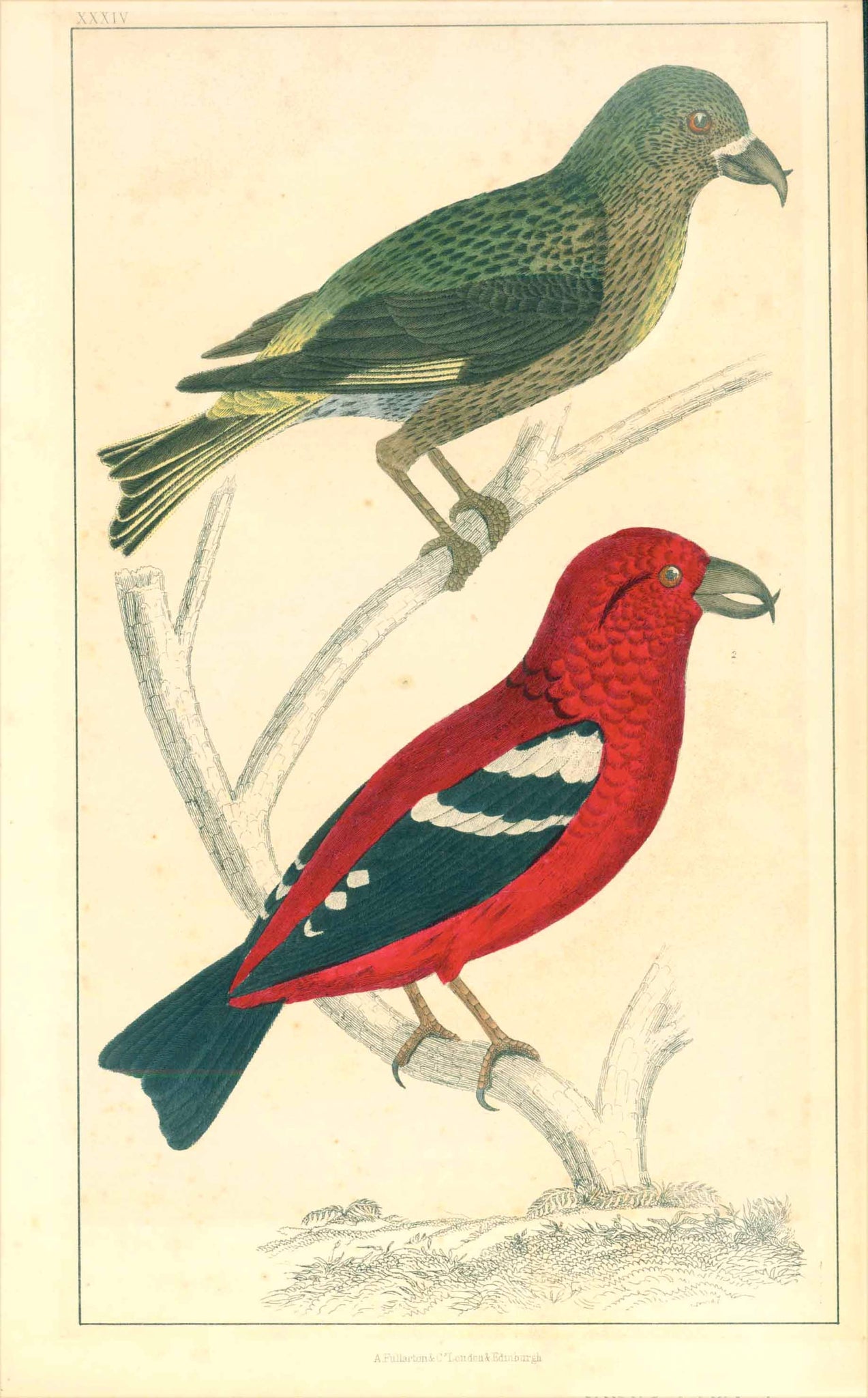 Two-Barred Crossbill, Loxia leucuptera  Colourful Birds  Hand-colored wood engraving ca 1860.  Original antique print  