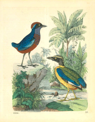 No Title  Birds, Pajaros, Uccelli, Tropics  Hand-colored wood engraving dated 1854  Original antique print  , interior design, gift ideas, vintage, decoration 