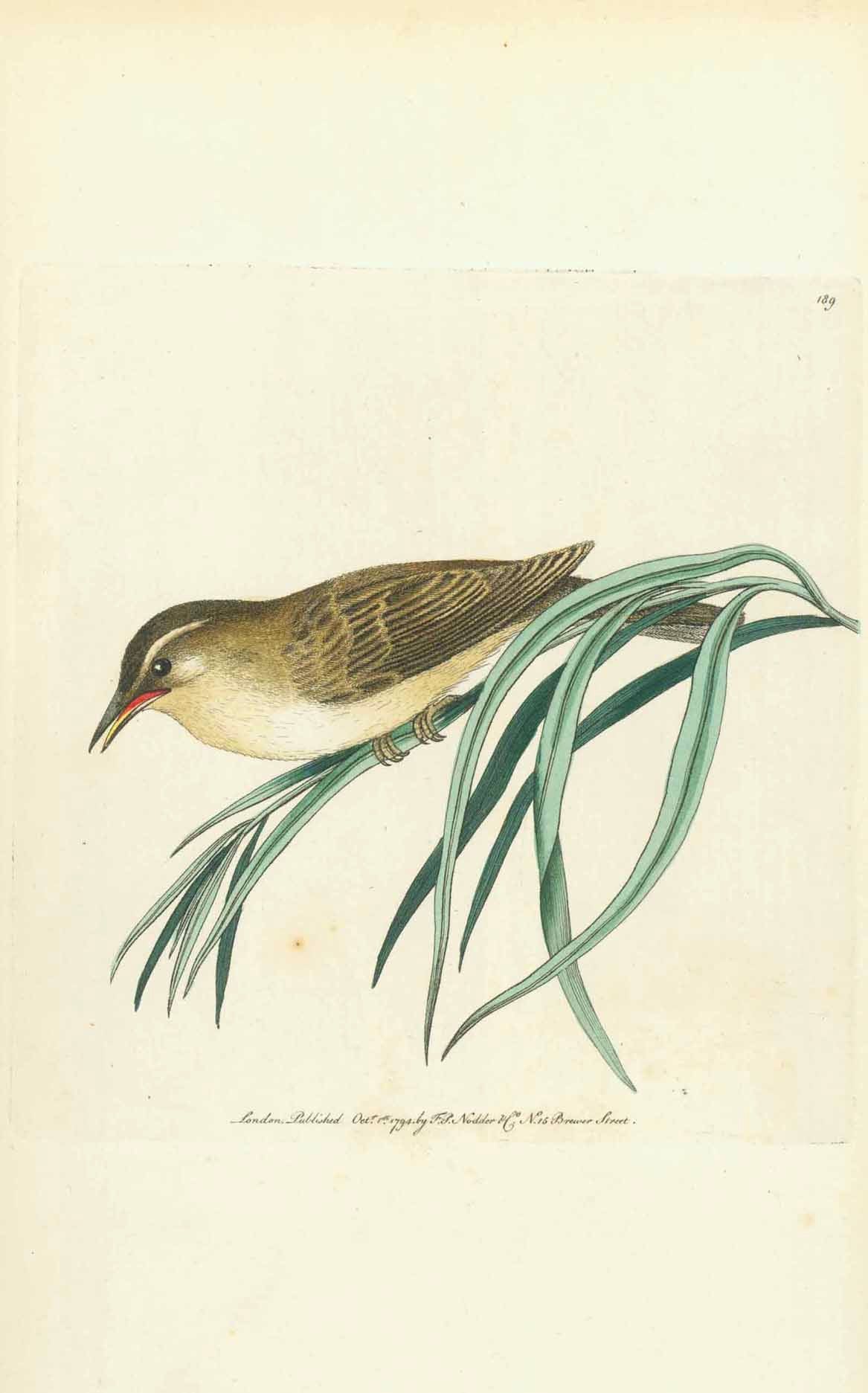 Birds, Nodder  Copper engraving published 1794 by Nodder in London.  Original antique print  