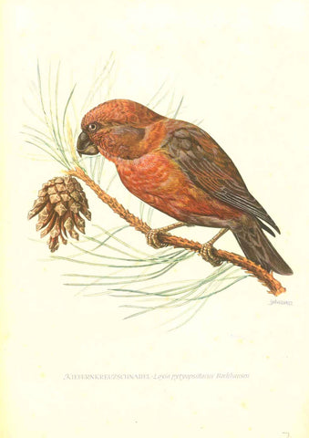"Kiefernkreuzschnabel. Loxia pytyopdittacus Borkhausen" (Christvogel, Kreuzvogel)  Lithograph 1852.  Original antique print  