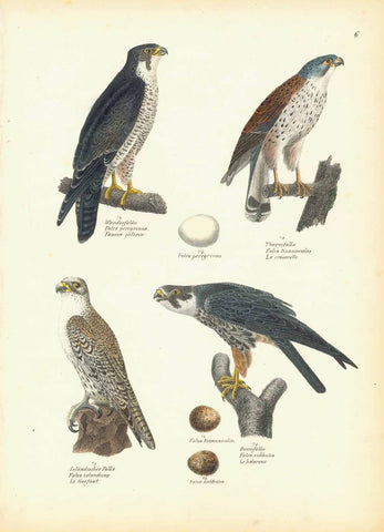 "Wanderfalke Falco pergrinus Faucon pelerin" "Thurmfalke Falco tinnunculus La cresserelle" "Islandischer Falke Falco islandus Le Gerfaut" "Baumfalke Falco subbuteo Le hobereau"  Lithograph by Carl Joseph Brodtman at Hans Rudolf Schinz in Zurich, Hanke ca 1854.  From "Naturgeschichte der Voegel", 2nd edition.