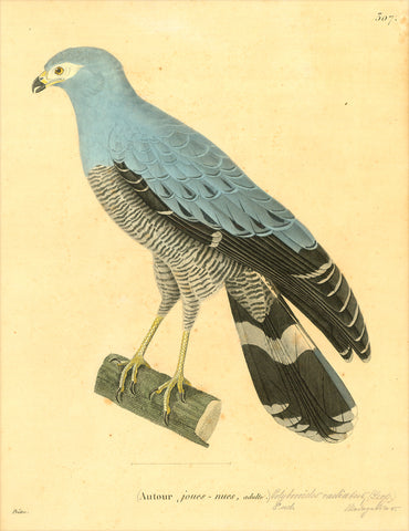 Madagascar harrier-hawk - Madagaskar Höhlenweihe - Madagaskar-Habicht  "Autour, joues-nues, adulte" (Penciled in: Poliboroides rudiutus - Madagaskar)  Madagascar Harrier  Lithograph after the painting by Jean-Gabriel Pretre (1768-1849)  Original hand coloring  Published in: "Nouveau recueil de planches coloriées" by Coenraad Jacob Temminck (1778-1838) and Guillaume Michel Jérôme Meiffren de Laugier, Baron von Chartrouse (1772-1843)  Paris, 1822-1838 - 5 volumes - 600 bird plates