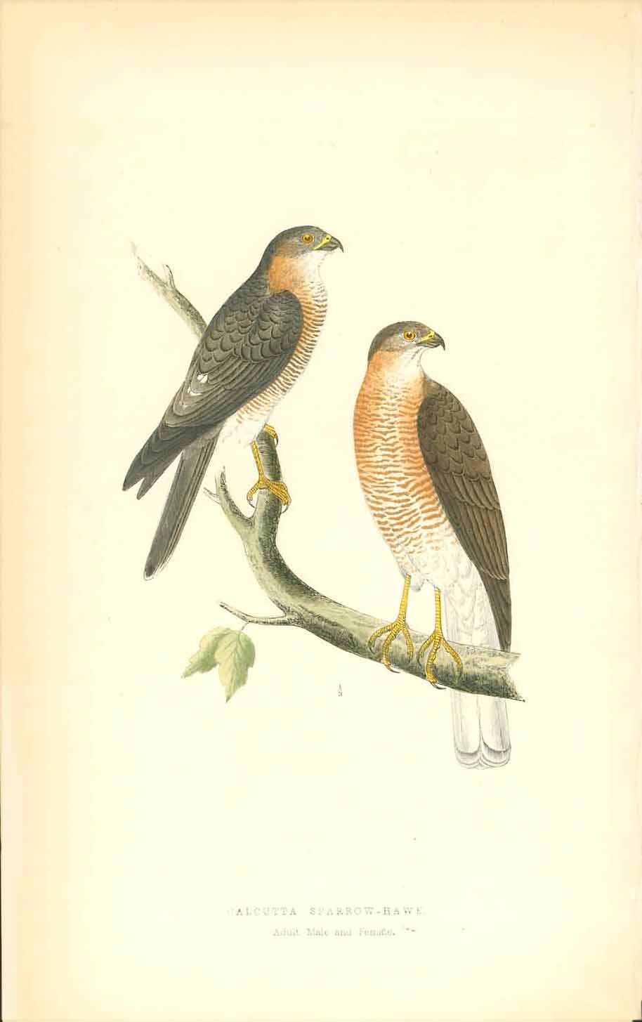  "Calcutta Sparrow Hawk"  Lithograph for C.H. Bree M.D. 1863. Original hand coloring. Light natural age toning. Vertical crease in right margin.  Original antique print 
