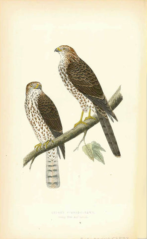 "Levant Sparrow Hawk" "Young Male and Female"  Lithograph for C.H. Bree M.D. 1863. Original hand coloring. Light natural age toning. Vertical crease in right margin.  Original antique print 