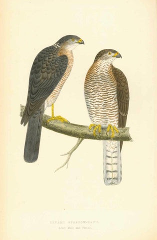    "Levant Sparrow Hawk"  "Adult Male and Female"  Lithograph for C.H. Bree M.D. 1863. Original hand coloring. Light natural age toning. Vertical crease in right margin.  Original antique print 
