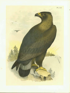 Studer Bird PLate LIX Eagle  Publlication: "Studer's Birds of North America"  by Jacob Henry Studer (1840-1904)  Chromolithograph, 1878  Only minimal traces of age and use.  Page: 36 x 27,5 cm (ca. 14.2 x 10.8")     Golden Eagle: Ring-tailed Eagle