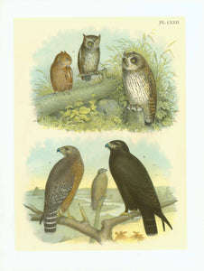 Studer Plate XXII - Owl  Publlication: "Studer's Birds of North America"  by Jacob Henry Studer (1840-1904)  Chromolithograph, 1878  Only minimal traces of age and use.  Page: 36 x 27,5 cm (ca. 14.2 x 10.8")  The Barred Owl