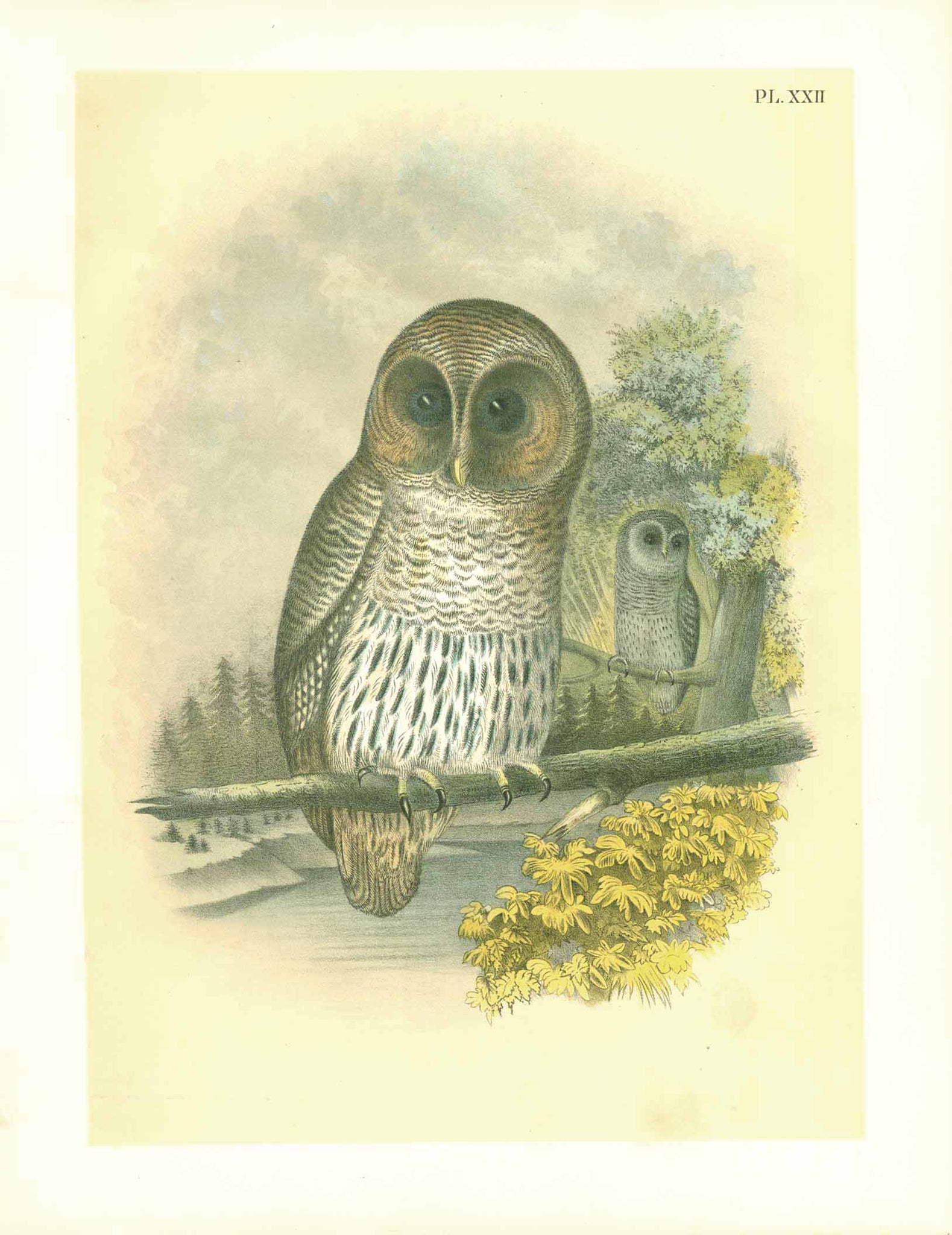 Studer Plate XXII - Owl  Publlication: "Studer's Birds of North America"  by Jacob Henry Studer (1840-1904)  Chromolithograph, 1878  Only minimal traces of age and use.  Page: 36 x 27,5 cm (ca. 14.2 x 10.8")  The Barred Owl 