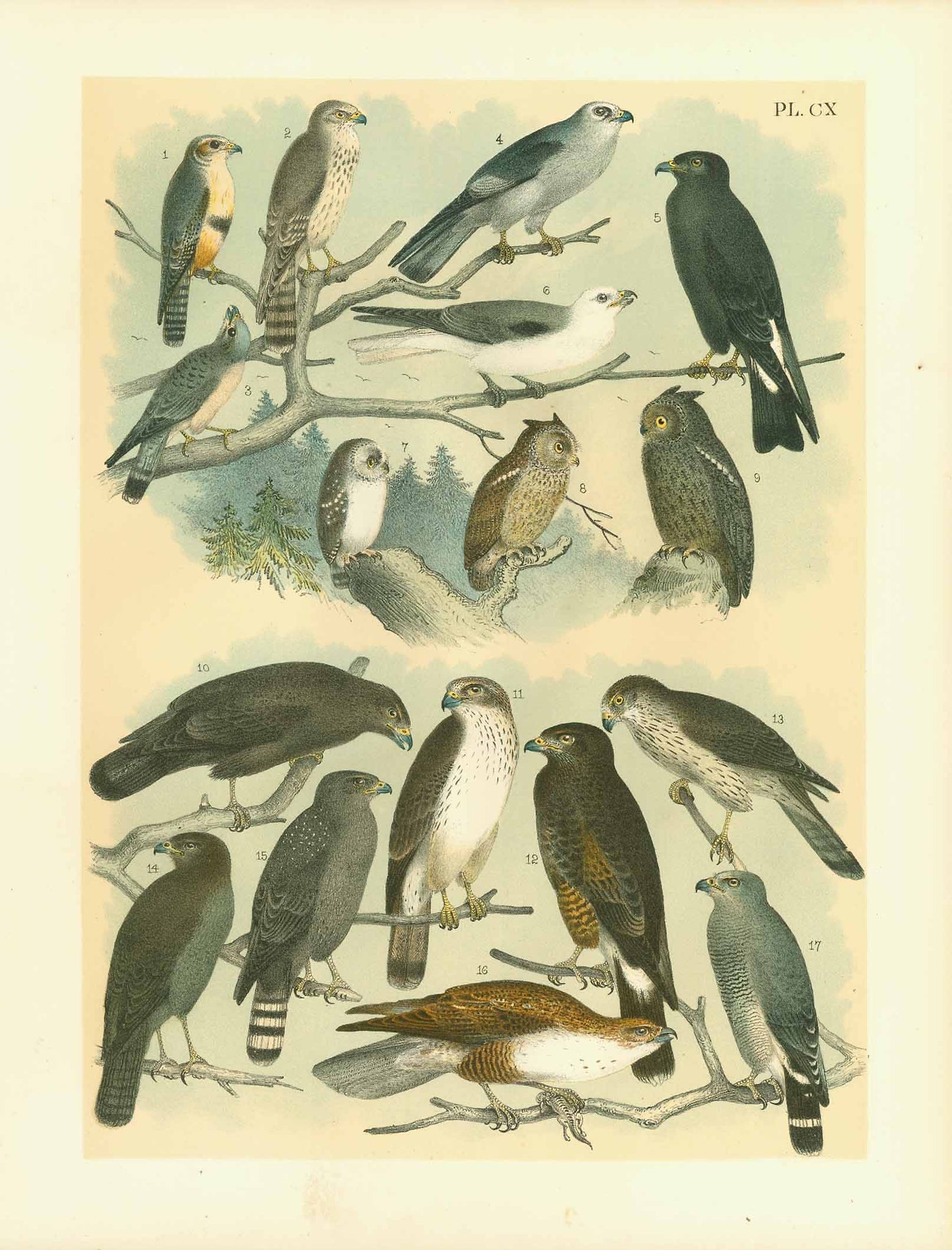 Fig. 1 Falcon  2. American Merlin  3. Isabella Sparrow Hawk  4 Mississippi Kite, Blue Kite  5. Everglade Kite: Hook Bill Kite or Black Kite  6. White-tailed Kite, Black-shouldered Kite  7. Kirtland's Owl: Saw whet. Whitefronted Owl: Acadian Owl  8. Western mottled Owl, McCall's Owl  9.Northern Mottled Owl: Kennicott's Owl  10. Harian's Buzzard or Hawk: Black Warrior  11. Cooper's Red-tailed Hawk, or Buzard  12. Harris' Buzzard, or Hawk  13. Chicken Hawk: Cooper's Hawk  14. Gruber's Buzzard