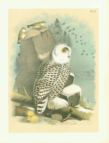 Studer Plate 10 - Owl  Publlication: "Studer's Birds of North America"  by Jacob Henry Studer (1840-1904)  Chromolithograph, 1878  Only minimal traces of age and use.  Page: 36 x 27,5 cm (ca. 14.2 x 10.8")  1. The Snow Owl  2. The Snow Buntling