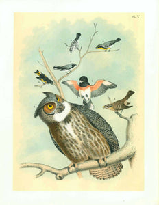 1. The Great Horned Owl  2. The Rose-breasted Grossbeak Male  3. Same. Female  4. The American Red Start  5. The Red-Throated Blue Warbler  6. The Black and White Creeper  7. The Yellow-Throated Warbler