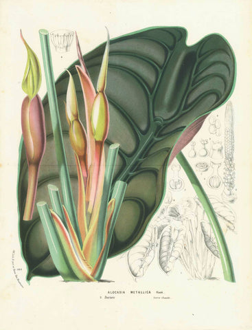 "Alocasia Metallica" "2. Borneo Serre chaud"  Original antique print   Fine lithograph printed in color and finished by hand. Published in Ghent.  By Louis Van Houtte (1845-188). Van Houtte had one of the finest gardens in Europe with plants from all over the world.