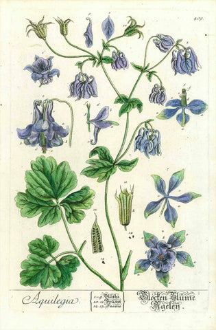 "Aquilegia - Glocken Blume Ageley" Columbine - Akelei  Hand-colored copper engraving by Nicholas Frederick Eisenberger  Published in "Herbarium Blackwellianum" by Christopher Jacob Trew and published from 1737 to 1739. This print is from the rare first edition. Later editions were printed.