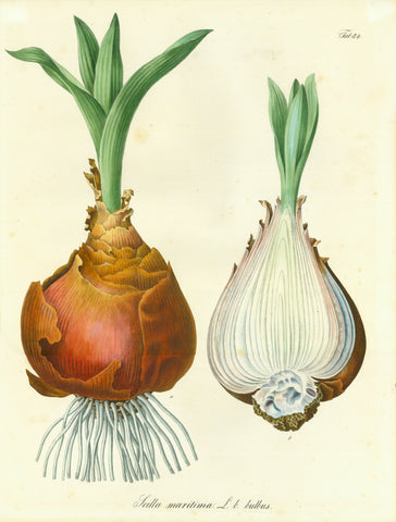 "Scilla maritima L.b. bulbus"  Originally ahnd-colored lithograph. C. 1840