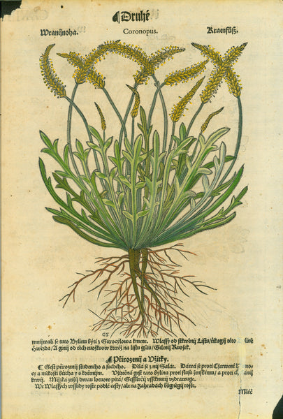 "Sium Wasserpungen"  Reverse side:  "Coronopus Kraenfuss"  Woodcut from "Hebarium Bohemiae", 1590. Text in Czech. Later hand coloring.  This over 400 year-old print is shown on a light background.