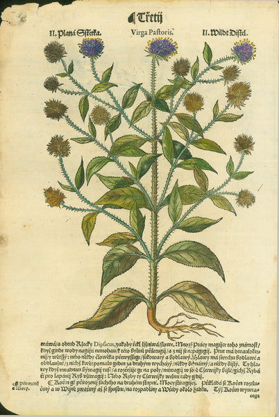Botanicals, Herbs, Labrum Veneris Wildt Distel, Virgia Pastoris Wildt Distel, Hebarium Bohemiae