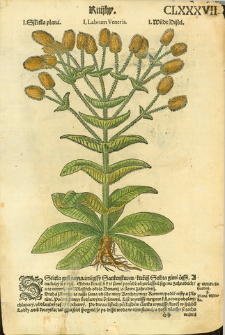 "Labrum Veneris Wildt Distel"  Reverse side:  "Virgia Pastoris Wildt Distel"  Woodcut from "Hebarium Bohemiae", 1590. Text in Czech. Later hand coloring.  This over 400 year-old print is shown on a light background.