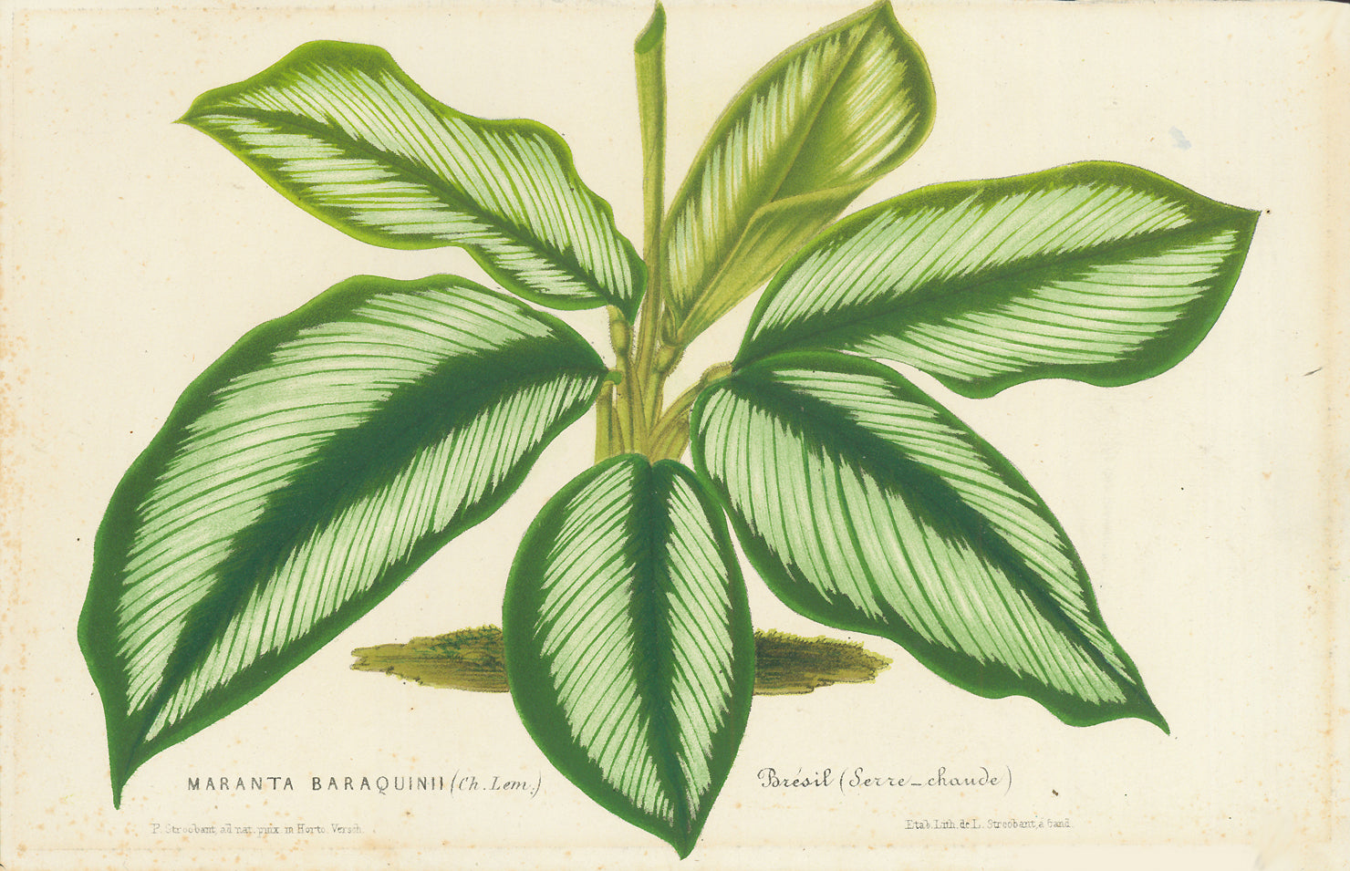 "Maranta Baraquinii (Ch. Lem.) Bresil (Serre-chaude)  Lithograph by Strobant ca 1875. Printed in color and finished by hand.