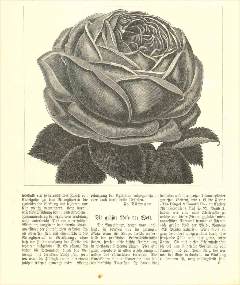 "Die groesste Rose der Welt" (the biggest rose in the world)  Wood engraving ca 1880. Below the image is German text about Americans and the rose "Ali Pascha Sherif".  Original antique print 