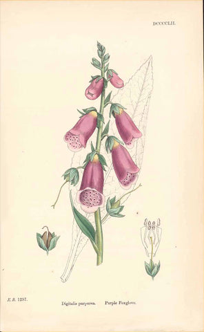 "Digitalis purpurea. Purple foxglove"  Colored lithograph after James Sowerby by J:T: Boswell Syme in London. Published between 1863-1873. From "English Botany; or colored figures of British plants..." This print is from the third edition.  Original antique print 
