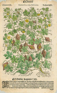 "Momordica, vulgo Balsamina Balsam oepffel"  This woodcut comes from the Czech edition of the "Herbarium Bohemiae " ca. 1590. A wonderful addition to a botanical collection! Czechish Text on reverse side. Hand coloring.  Original antique print 