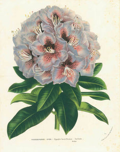 "Rhododendron (Hybr.) Hippolyte Van de Woestyne (Van Houtte)"  An impressive Rhododendron Flower  Chromo lithograph. Published in "Porto van Houtteano - Flore des serres et des jardins de l'Europe"  By Louis van Houtte (1810-1876)  His publication was begun in 1845  Ghent, ca. 1850  Original antique print 