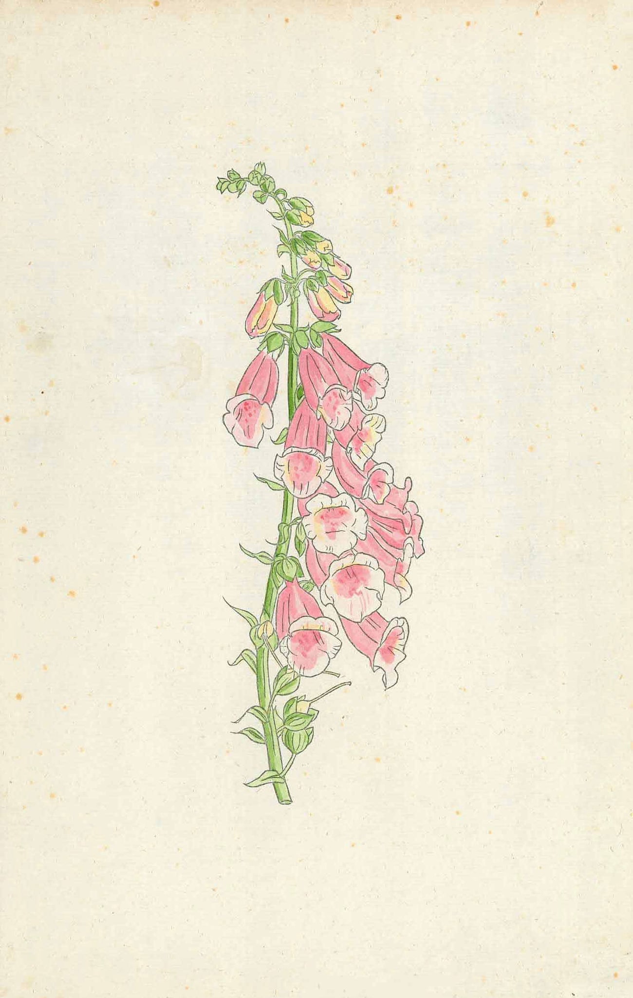 No title. Digitalis  Anonymous water color depiction of this flower.  Native to Europe, Western Asia and north-west Africa.  Water color on 18th century paper.  Original antique print , interior design, wall decoration, ideas, idea, gift ideas, present, vintage, charming, special, decoration, home interior, living room design