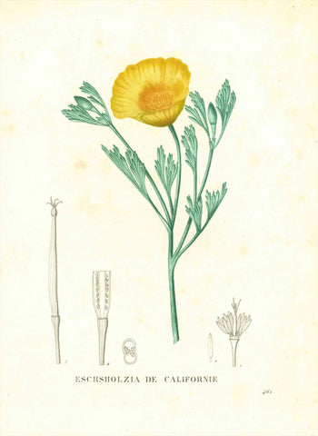 "Eschsholzia de Californie"  State Flower of California, California Poppy  Copper engraving printed in color and hand-finished from "La flore et pomone fracaises". By Jaume Saint-HIlaire. Published from 1828-1832. Extra page of text about the California poppy.  Original antique print  