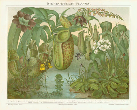 "Insektenfressende Pflanzen"  Chromolithograph published 1896. The plants are numbered with the names given below in Latin and German.  Original antique print  