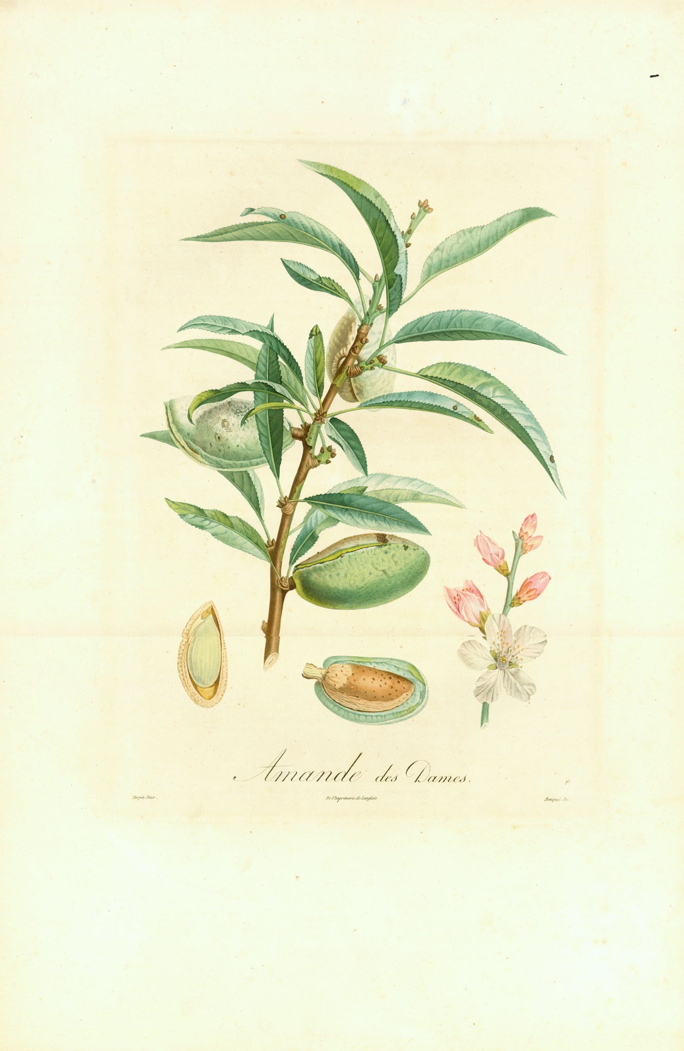 Henri Louis Duhamel du Monceau: Traité des arbres fruitiers.  We are proud and happy to be able to offer you some of the finest of fruit prints ever produced. Pierre Antoine Poiteau and Pierre Jean Francois Turpin belong to the extraordinary artists, active in 19th century France, enjoying us with a multitude of botanically correct as well as highly decorative renderings of fruit prints, amandes