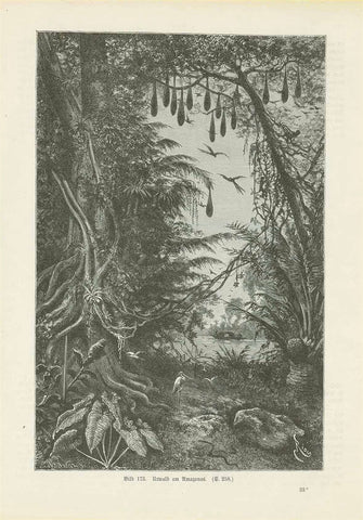 "Urwald am Amazonas"  Wood engraving published 1904. On the reverse side is text about the Maranon and currents in the Amazon. Also a wood engraving of the Island Jahuma floating away.  Original antique print 