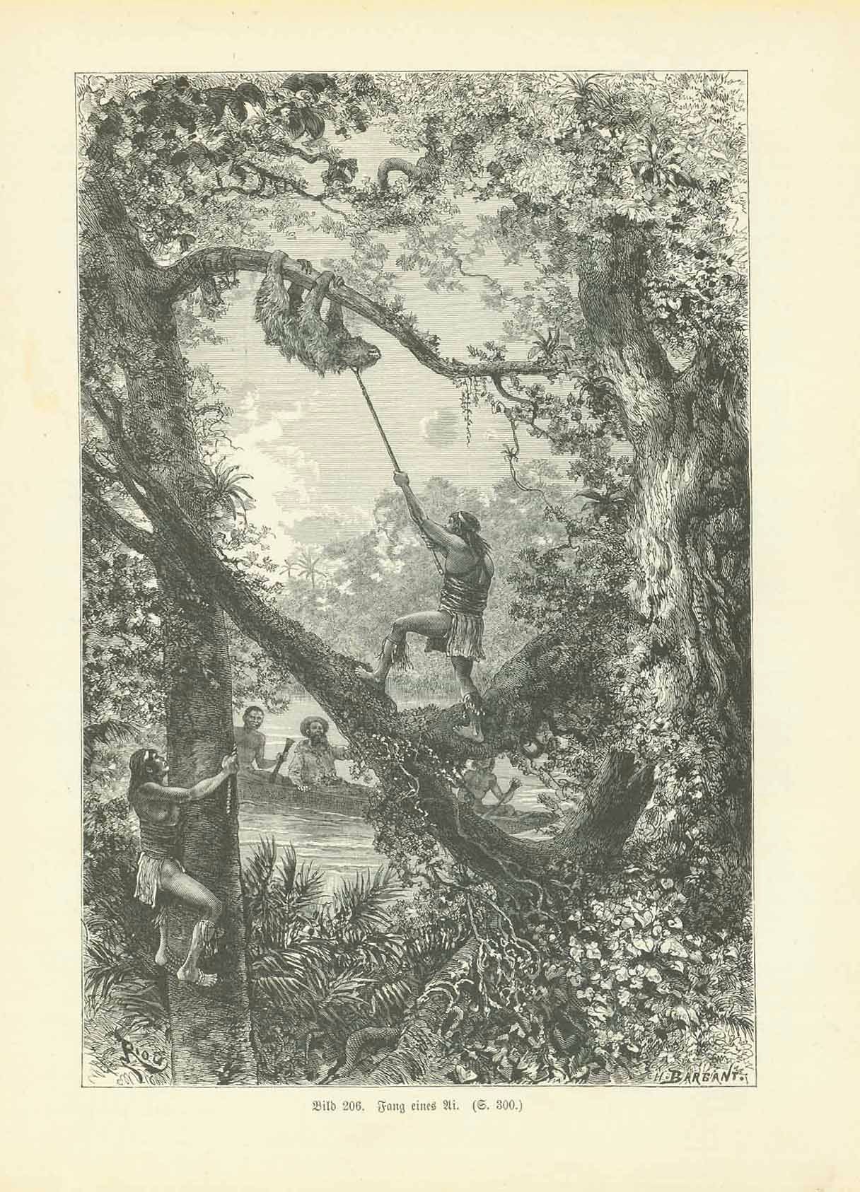 "Fang eines Ei" (hunting a sloth, Faultier)  Wood engraving published 1904.  Original antique print , interior design, wall decoration, ideas, idea, gift ideas, present, vintage, charming, special, decoration, home interior, living room design