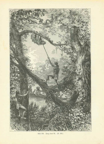 "Fang eines Ei" (hunting a sloth, Faultier)  Wood engraving published 1904.  Original antique print , interior design, wall decoration, ideas, idea, gift ideas, present, vintage, charming, special, decoration, home interior, living room design