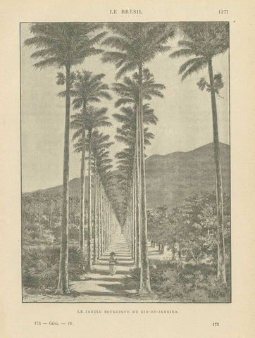 "Le Jardin Botanique De Rio-De-Janeiro"  Zincograph published ca 1890. On the reverse side is text about Paraguay.  Original antique print  
