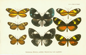  "Nachahmung (Mimikry) geschuetzter Schmetterlinge durch ungeschuetzte" (Reproduction (mimicry) of protected butterflies by those unprotected)  Chromolithograph published 1901.  Original antique print  