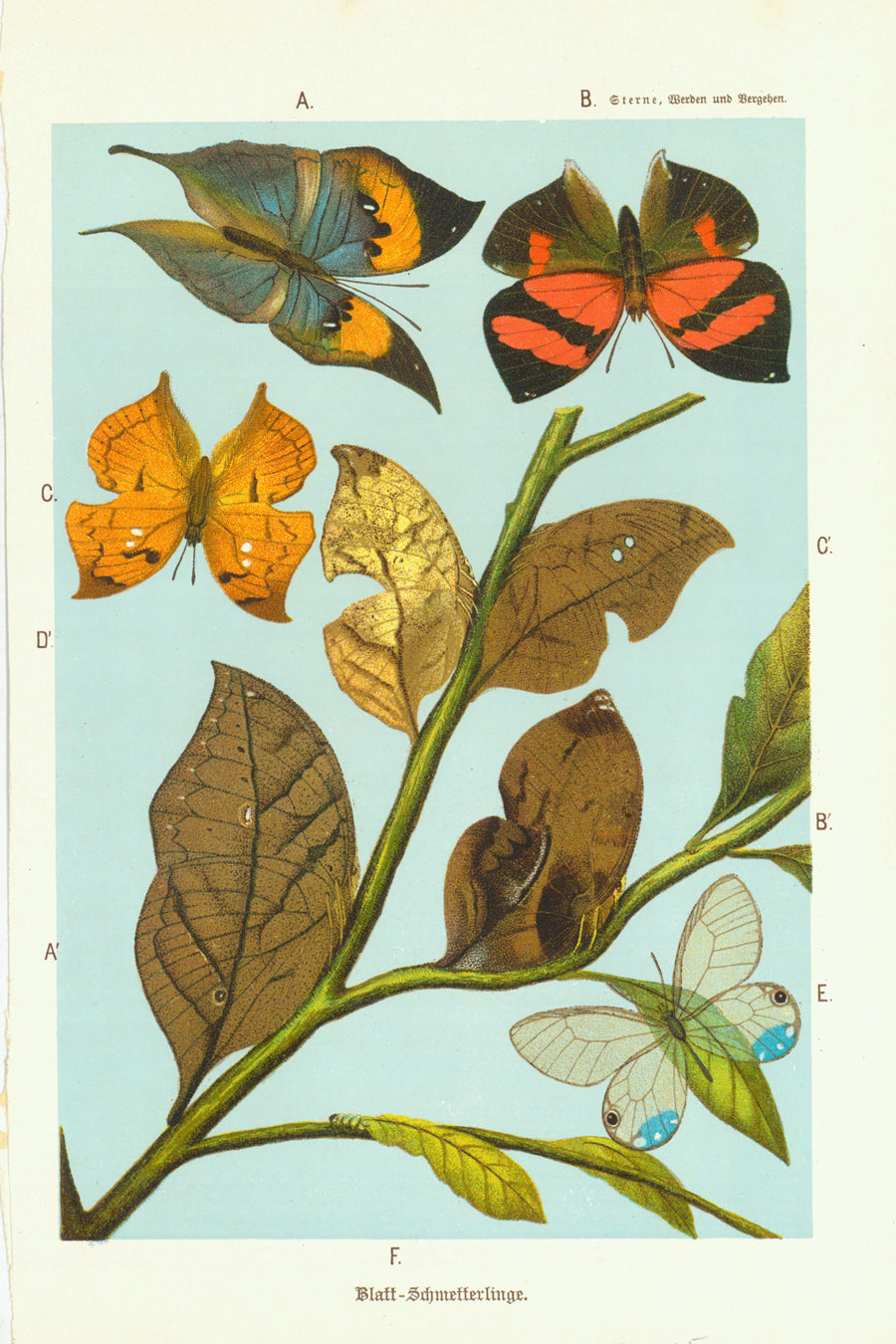 "Blatt-Schmetterlinge" (Leaf Butterflies)  Chromolithograph published 1901.  Original antique print  