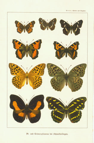 Antique print, vintage, "Bi - und Trimorphismus bei Schmetterlingen"  Chromolithograph published 1901.  Original antique print  