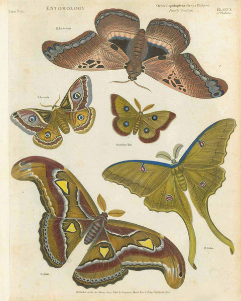 Butterflies, Moths, Lepidoptera Genus Phalena Family Bombx