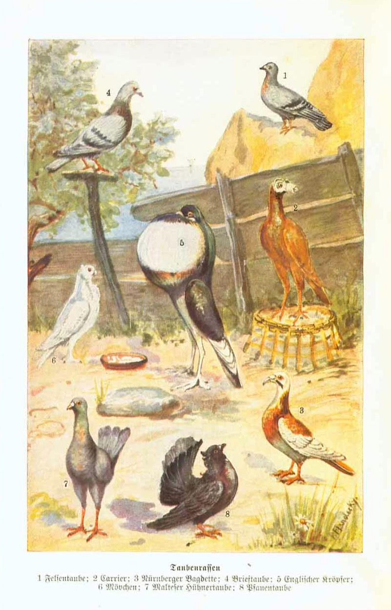 "Taubenrassen" (pigeon breeds)  Chromolithograph ca 1900. Below the image are the names of the various pigeon breeds in German", interior design, wall decoration, ideas, idea, gift ideas, present, vintage, charming, special, decoration, home interior, living room design