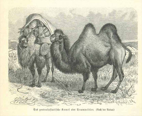 "Das zentralasiatische Kamel oder Trampeltier"  Wood engraving published 1895. On the reverse side is an image of a Mongolian shephard with a yak.