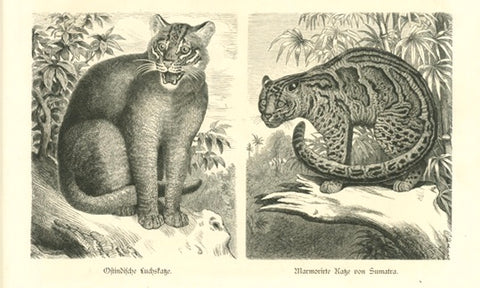 "Ostindisches Luchskatze Marmorite Katze von Sumatra"  Wood engravings published 1880. Reverse side is printed.  Original antique print  Linx , Sumatra