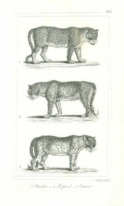 "1. Panther 2. Leopard 3. Ounce"  Original antique print   The snow leopard is also known by the word "ounce".  Copper engraving by C. B. Ellis, published 1823.
