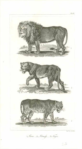 "1. Lion 2. Lioness 3. Tiger"  Original antique print   Copper engraving by C. B. Ellis, published 1823., Löwe, Löwin