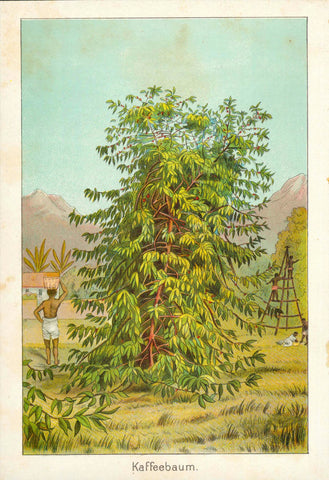 "Kaffeebaum" Coffee plant  Chromolithograph  Published in a German publication.  Nuremberg 1897  Original antique print  