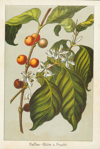 "Kaffee-Blüte u. Frucht" (Coffee blossom and fruit)  Chromo lithograph  Published in a German publication.  Nuremberg, 1897  Original antique print  